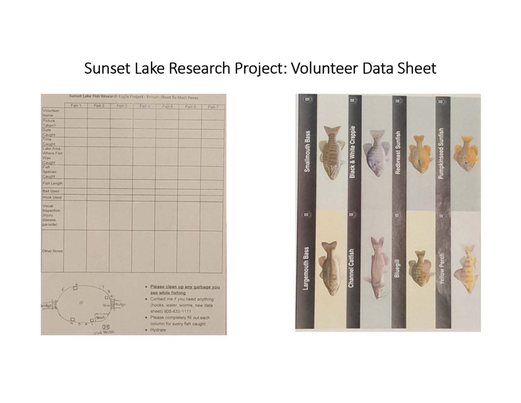 fish-of-sunset-lake-research-project_page_13
