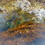 Kelp in Sitka Bay