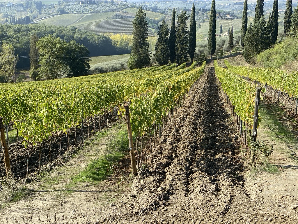Tuscany Vineyard and Cypress Trees